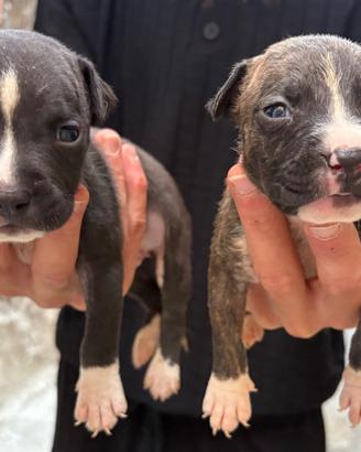 Cuccioli di American Pit Bull terrier