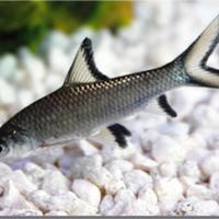 Squaletto d'acqua dolce