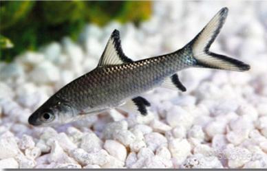 Squaletto d'acqua dolce