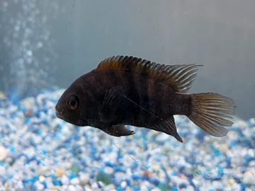 Ciclidi Americani Amatitlania Nigrofasciatum