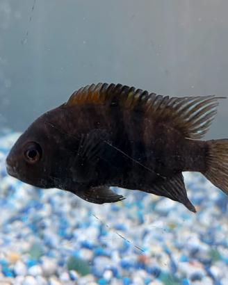 Ciclidi Americani Amatitlania Nigrofasciatum