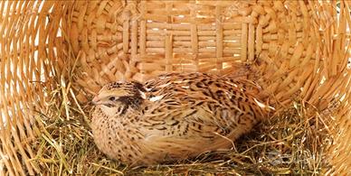 Quaglie