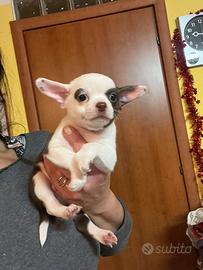 Chihuahua