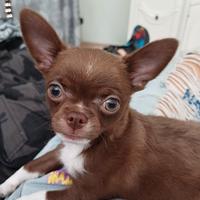 Chihuahua