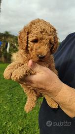 Barboncino maschio rimborso spese