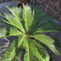 cicas cycas