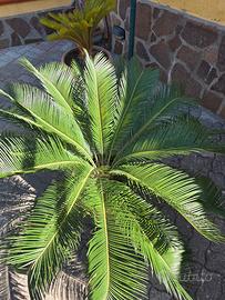 cicas cycas