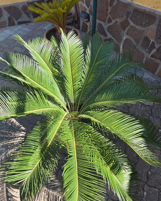 cicas cycas