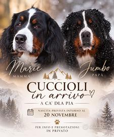 CUCCIOLI DI BOVARO DEL BERNESE