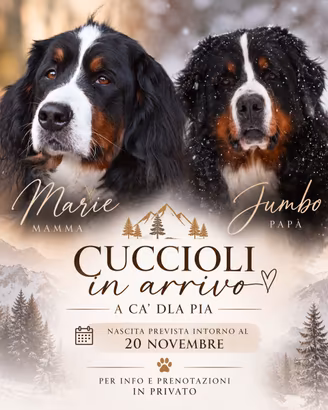 CUCCIOLI DI BOVARO DEL BERNESE