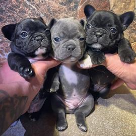 Cuccioli Bulldog Francese