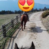 Cavallo per passegiata