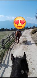 Cavallo per passegiata