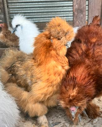 Galline