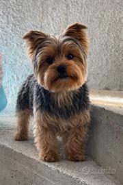 Yorkshire toy per accoppiamento