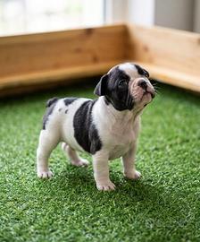 Cuccioli di bulldog francesi