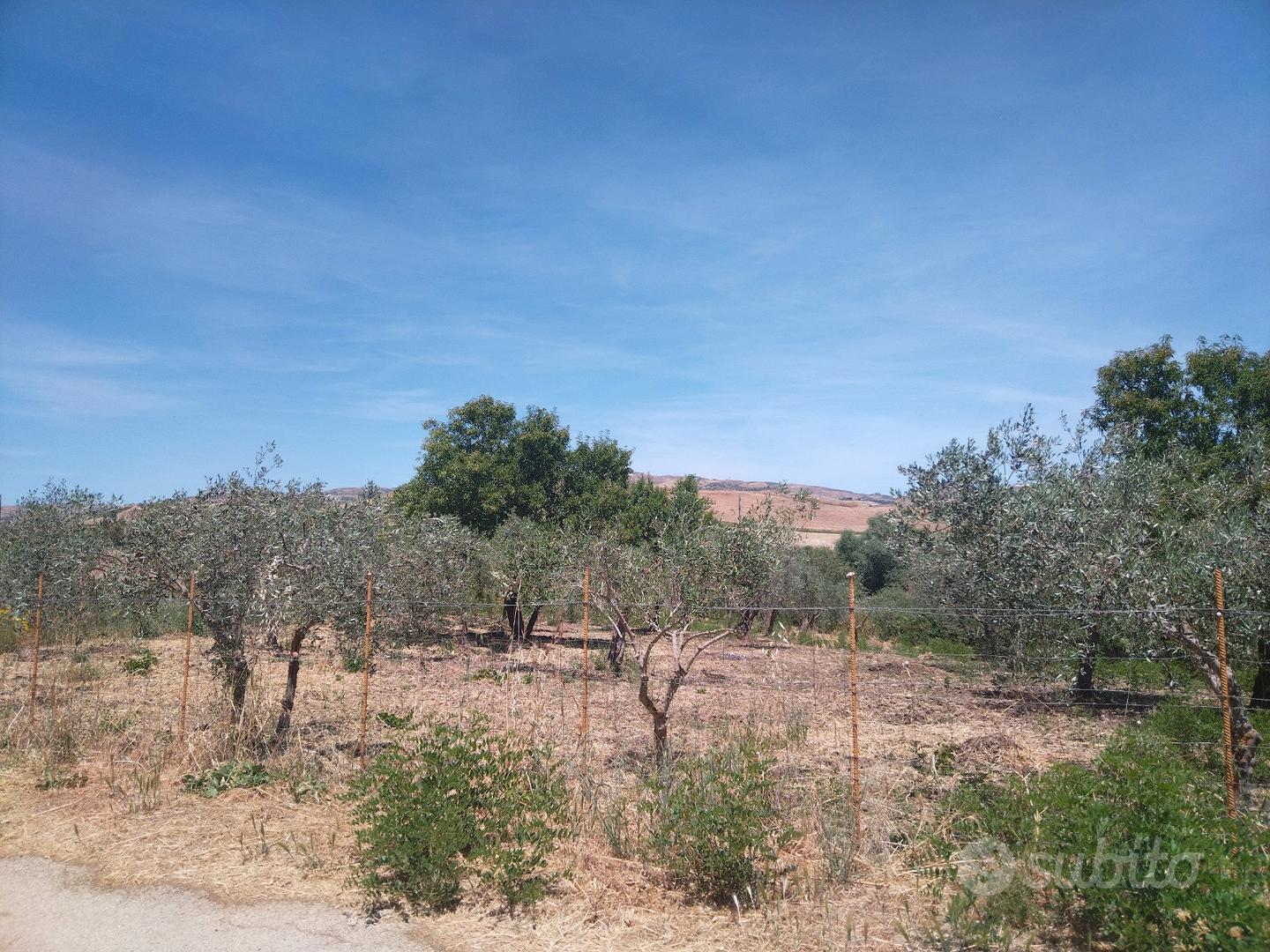 Terreno uliveto seminativo con casa - Vista 6