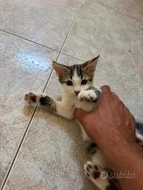 Gattini