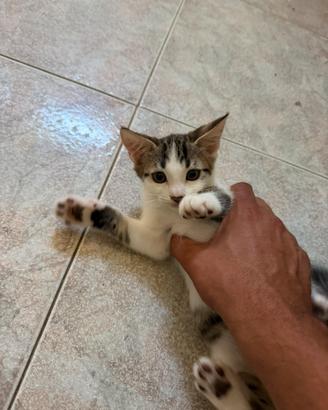 Gattini