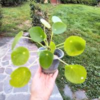 Piantina di Pilea