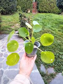 Piantina di Pilea