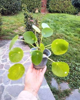 Piantina di Pilea