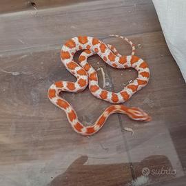 Pantherophis orange