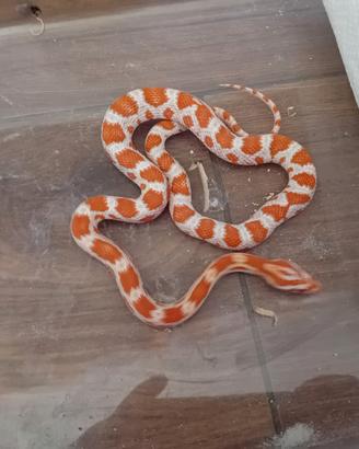 Pantherophis orange
