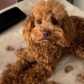 Disponibile per accoppiamento