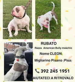 American Bully