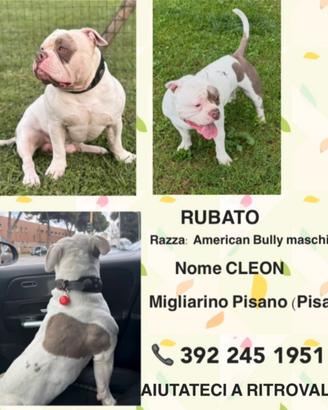 American Bully