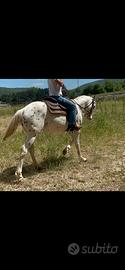 Cavallo