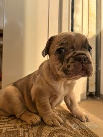 BullDog Francese (ULTIMO PREZZO X NATALE)