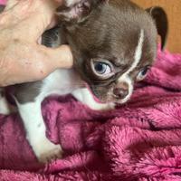 Chihuahua TOY bianco cioccolato occhi chiari