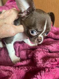 Chihuahua TOY bianco cioccolato occhi chiari