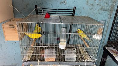 2 coppie cocorite compresa una gabbia 40