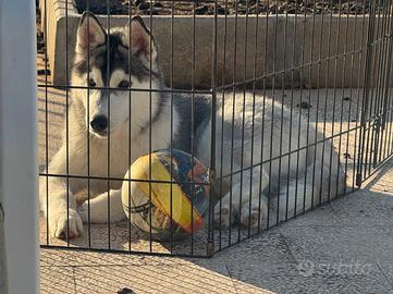 Siberian husky cuccioli