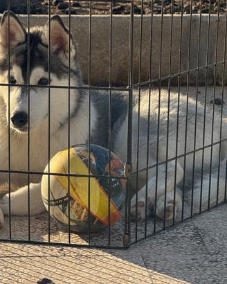 Siberian husky cuccioli