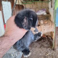 Coniglietto nano ariete