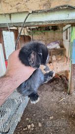 Coniglietto nano ariete