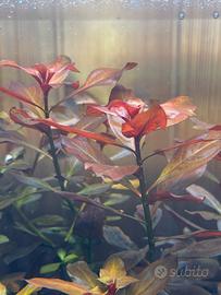 Ludwigia Repens pianta rossa acquario