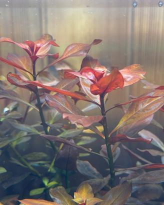 Ludwigia Repens pianta rossa acquario