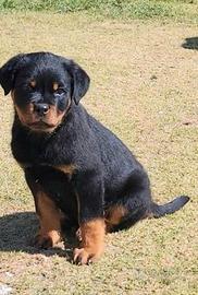 Cucciolo rottweiler di 60 gg sverminato