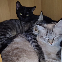 Gattino nero di due anni