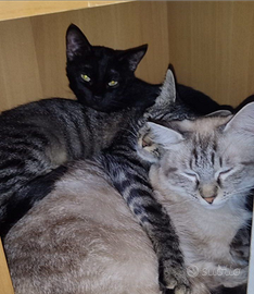 Gattino nero di due anni