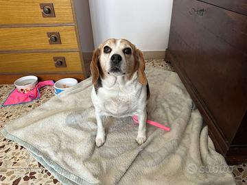 Beagle femmina di 4 anni dolce e tranquilla