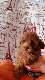 Barboncini Toy CON PEDIGREE