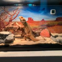 Drago barbuto Pogona