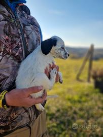 Cucciolo SETTER INGLESE