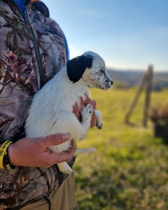 Cucciolo SETTER INGLESE